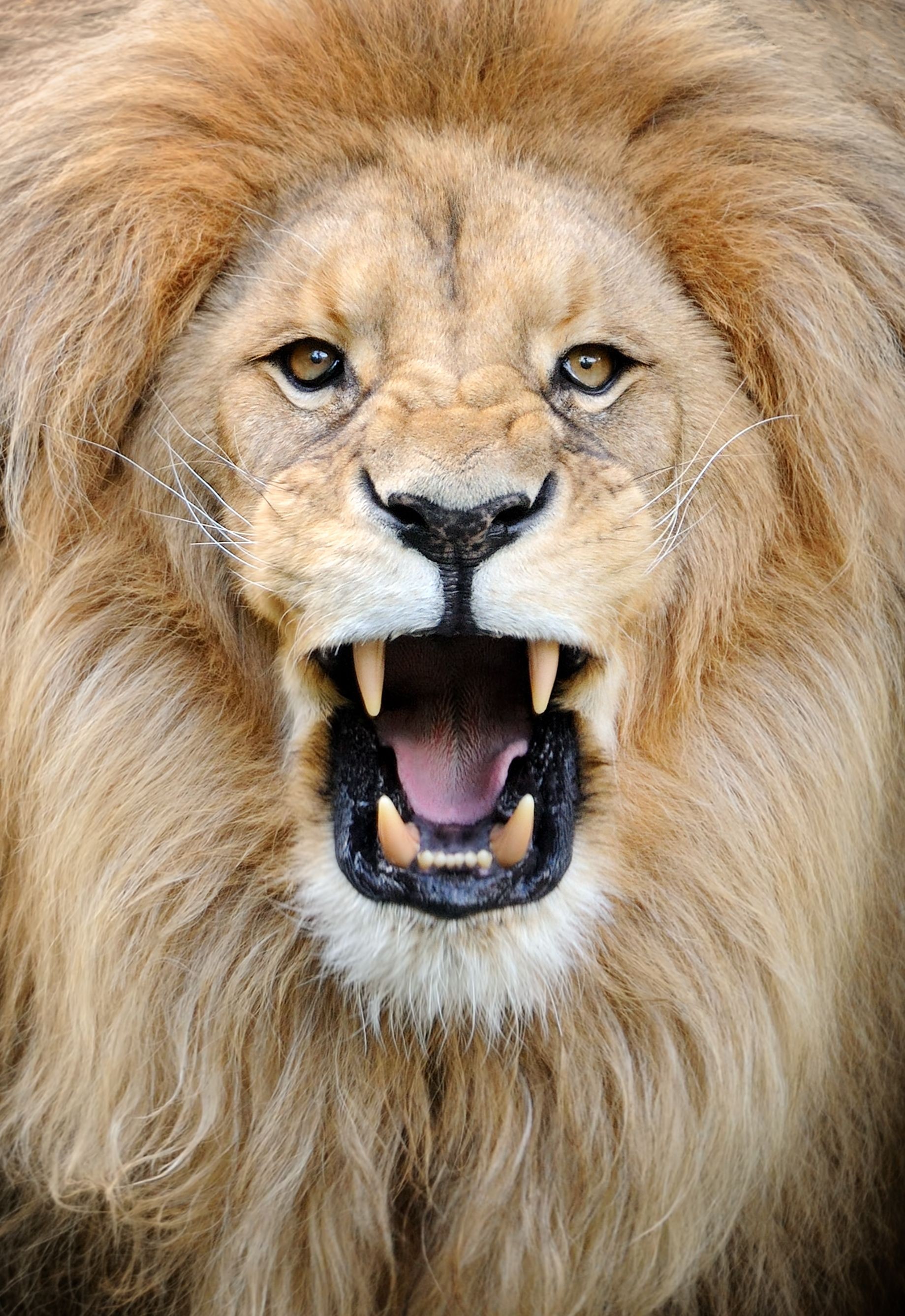 roaring lion